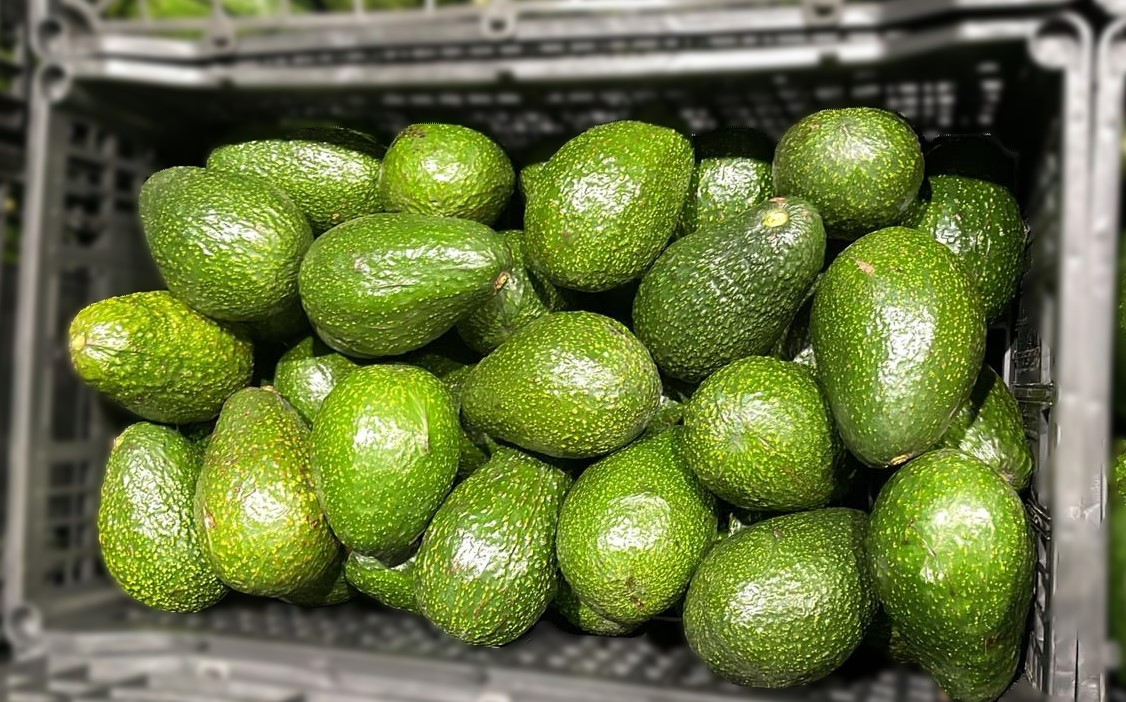 Aguacates imagen